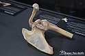 VBS_3091 - Articolazione della spalla - Mostra Body Worlds